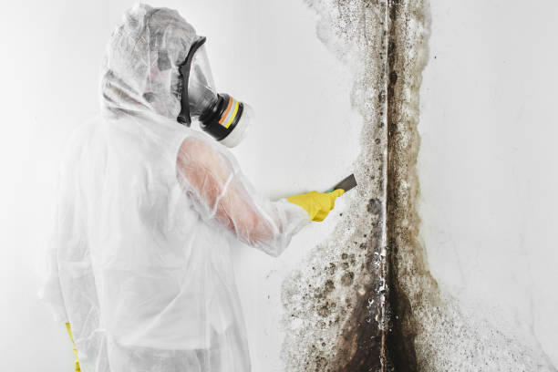 Best Mold Removal Company Near Me  in Fox Crossing, WI
