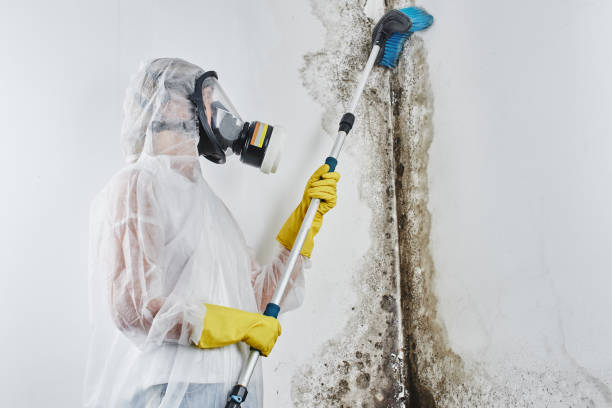 Best Commercial Mold Removal  in Fox Crossing, WI