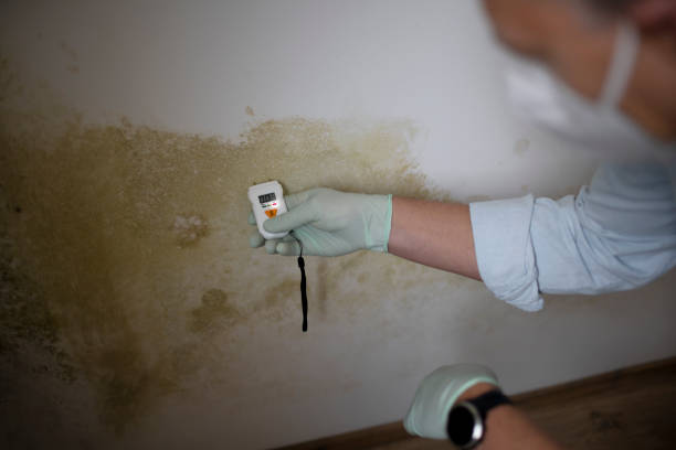 Best Attic Mold Removal  in Fox Crossing, WI