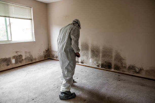 Best Certified Mold Removal  in Fox Crossing, WI