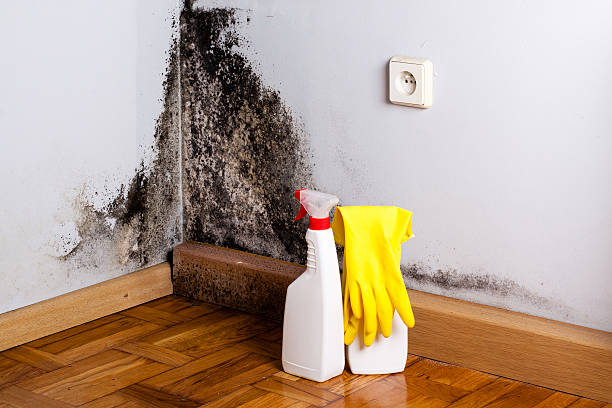 Best Affordable Mold Removal  in Fox Crossing, WI